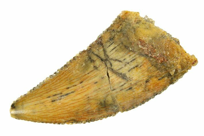 Serrated Raptor Tooth - Real Dinosaur Tooth #297538